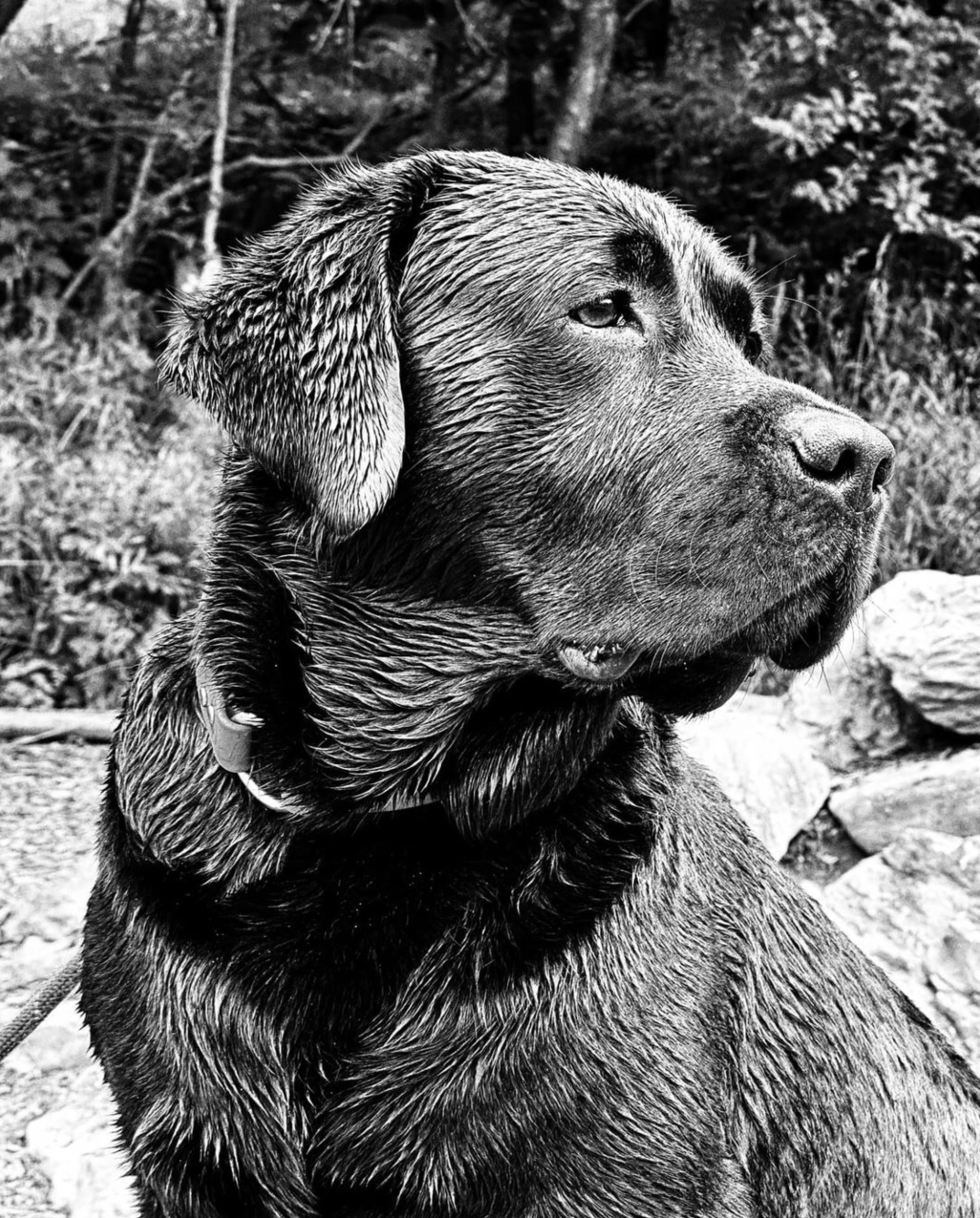 On the Internet, nobody knows you're a dog